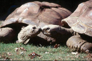 Для галапагоських черепах тепер ви можете дивитися завдяки перегляду google street Для галапагоських черепах тепер ви можете дивитися завдяки перегляду google street